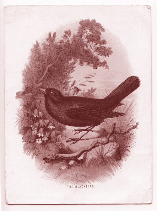 MudBay Images Vintage Bird Cards I Blackbird
