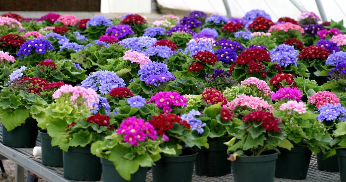 Creative Flores De Sombra Exterior for Small Space