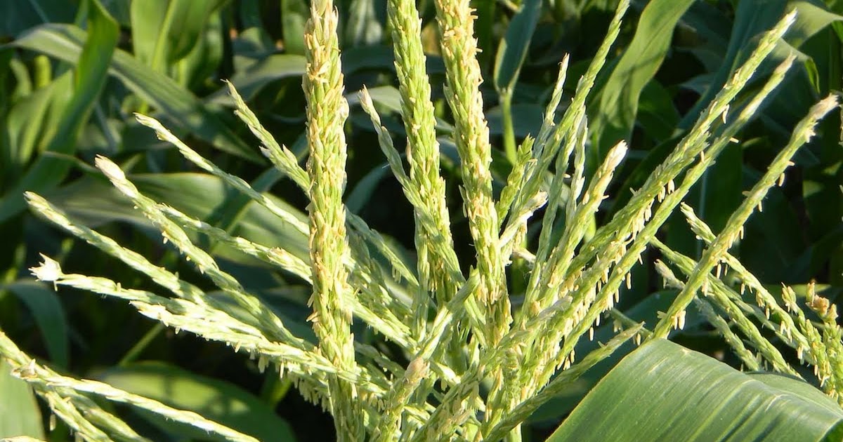 Owyhee Agriculture Corn Pollination