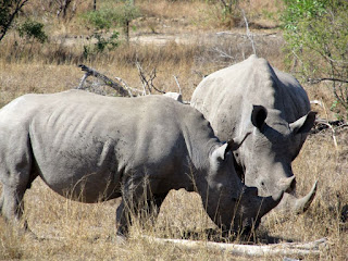 Rhinos