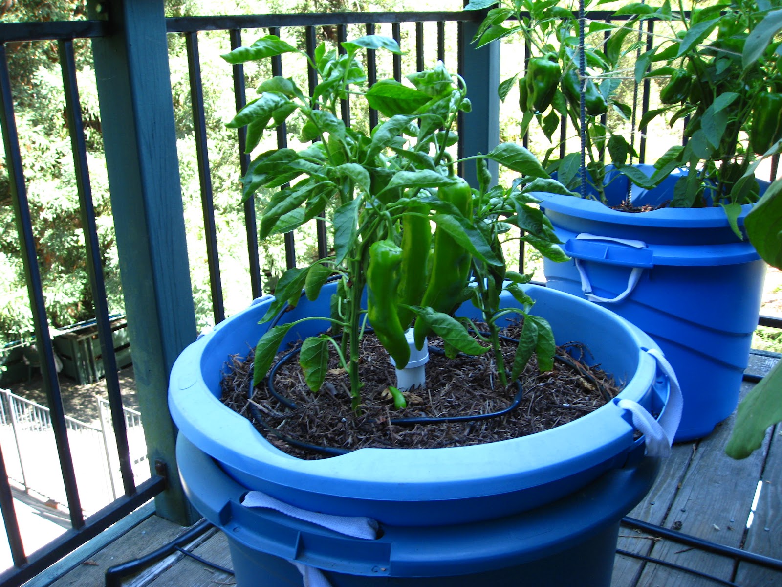 Low Cost Vegetable Garden: Zero Cost Organic Container Update Aug2012