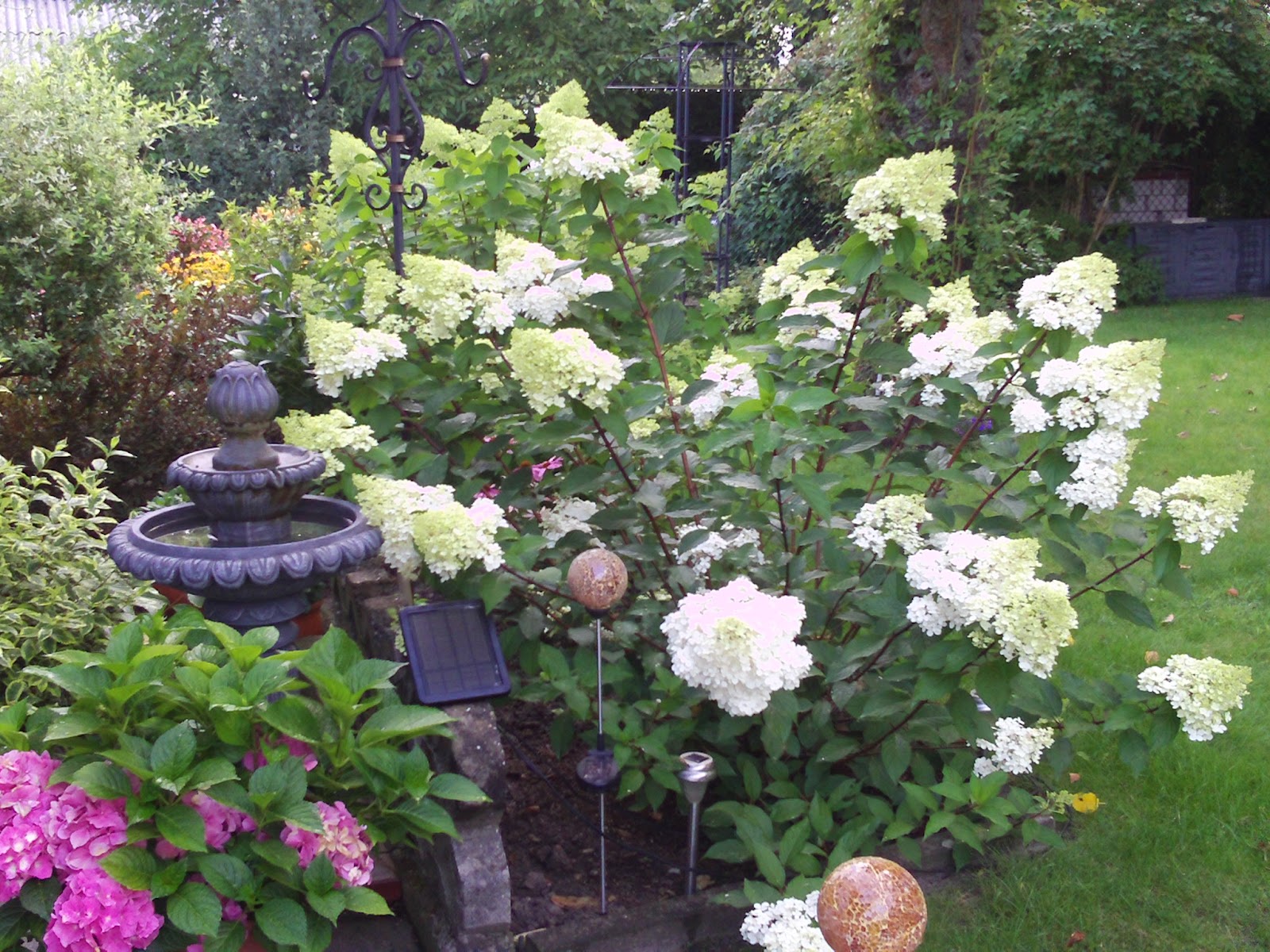 Hortensie 'Vanille Fraise' - Winterharte Rispenhortensie Mit Farbwechsel Von Weiß Zu Rosa