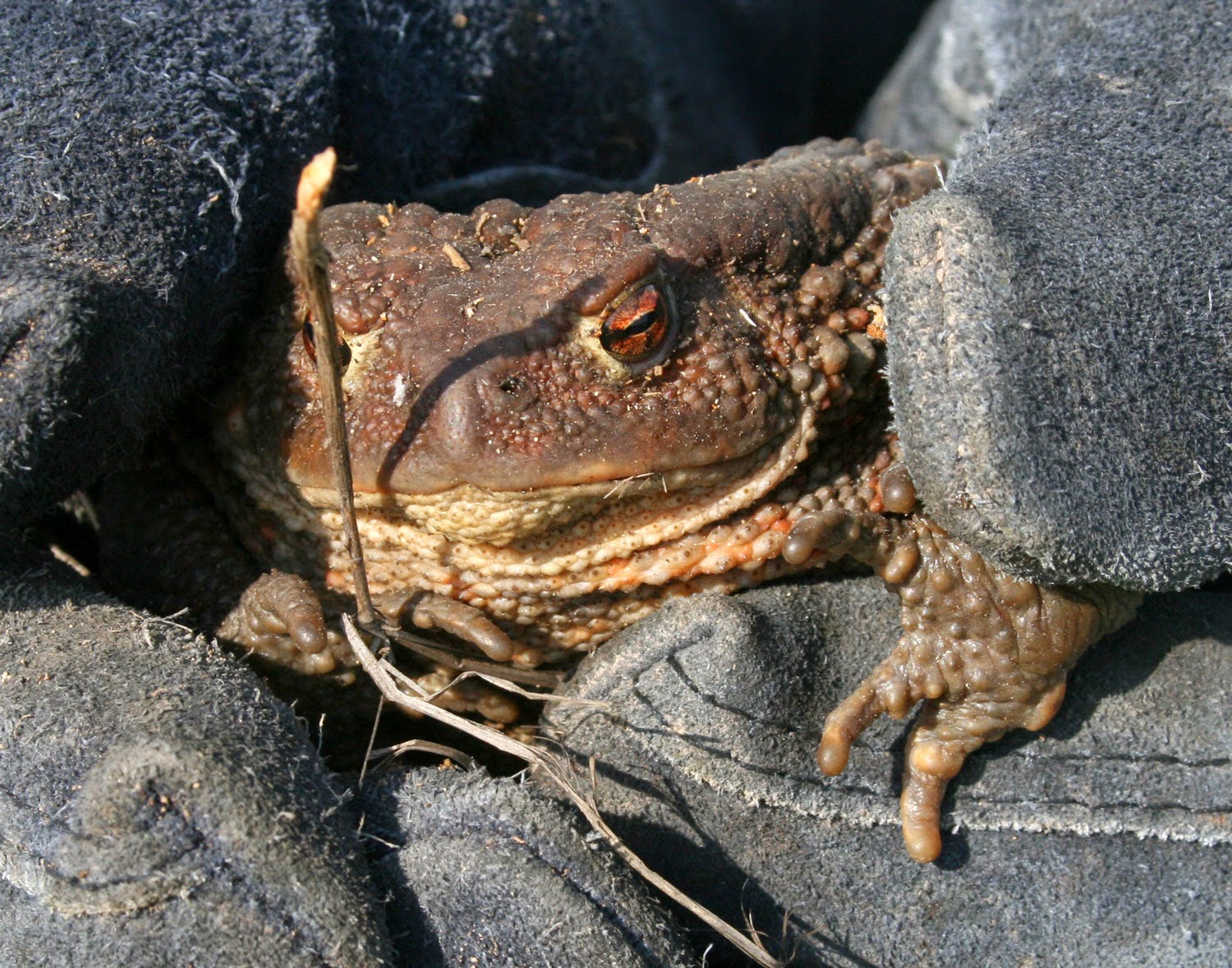The huge toad we found The huge toad we found
