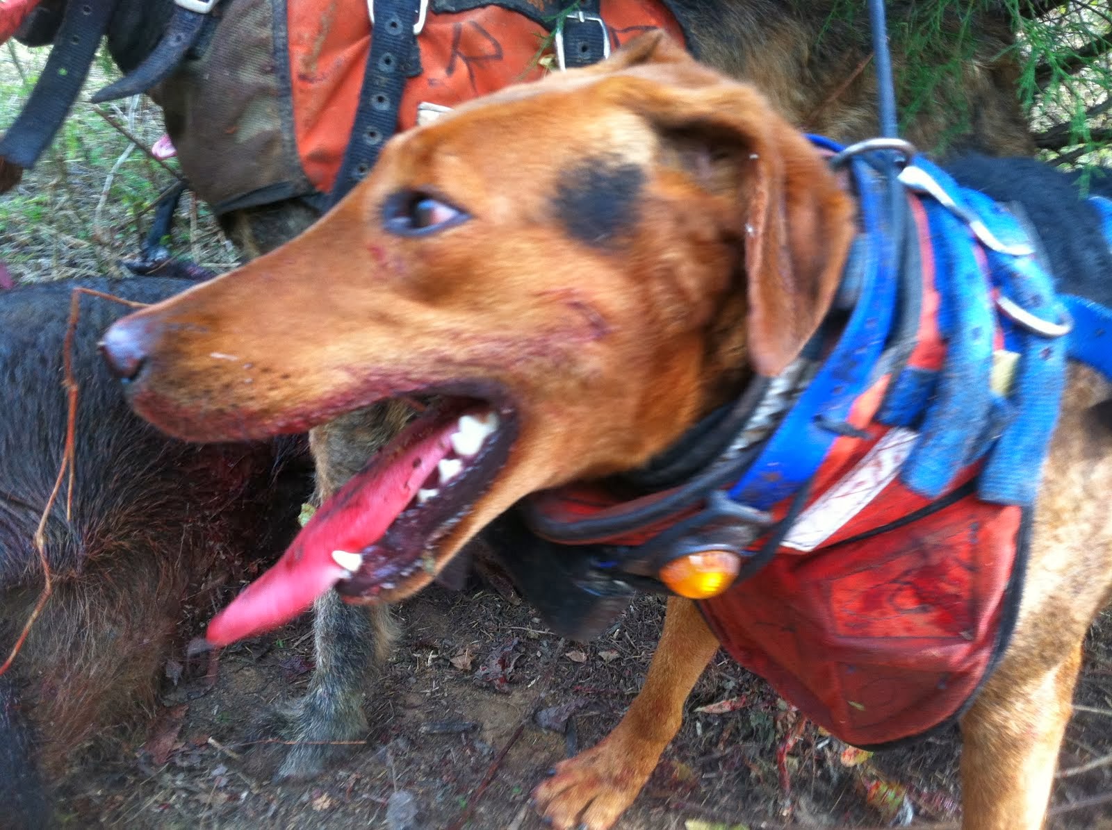 Hard Nosed Big Game Hounds