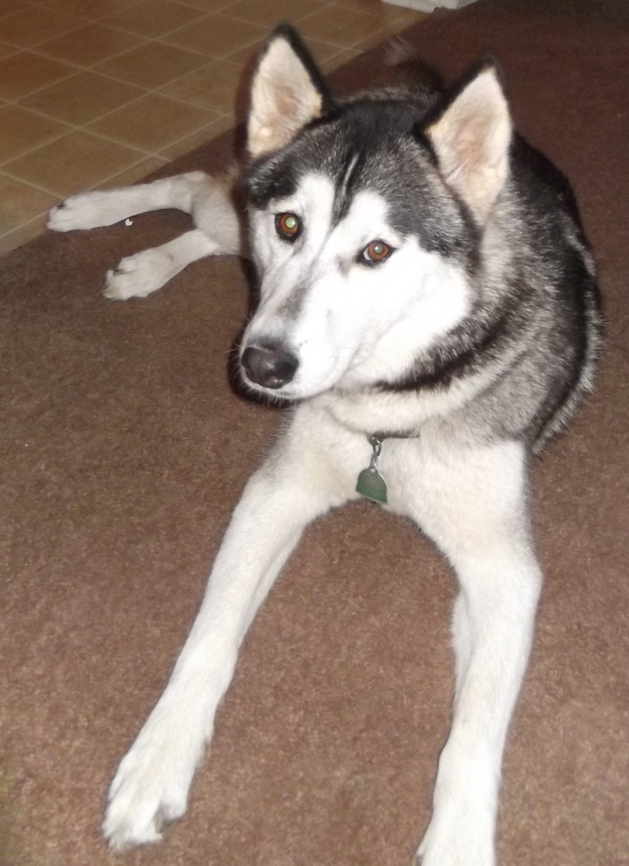 Cute Puppy Dogs White Siberian Husky Puppies