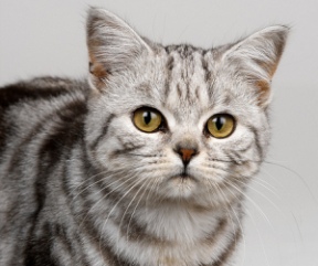 Do Cats And Dogs Cry Tears Do Cats And Dogs Cry Tears