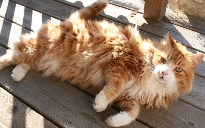 Hwfd Orange And White Long Haired Cat Wallpaper Download Hd