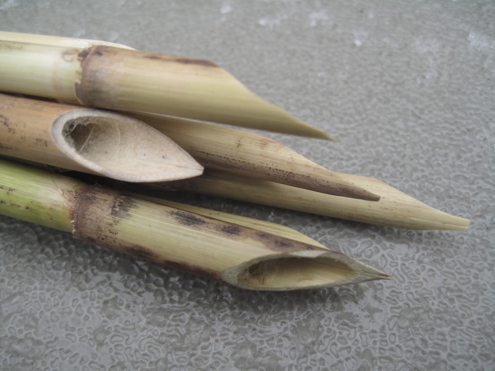 Natural Reed Pens