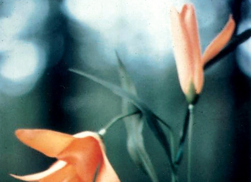 ABC Radiology Blog The Drooping Lily Sign