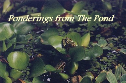 Ponderings From The Pond