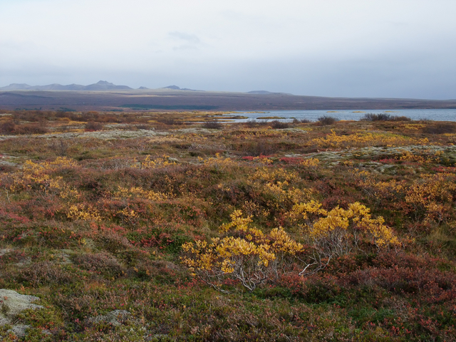Demokratisch Links 2011