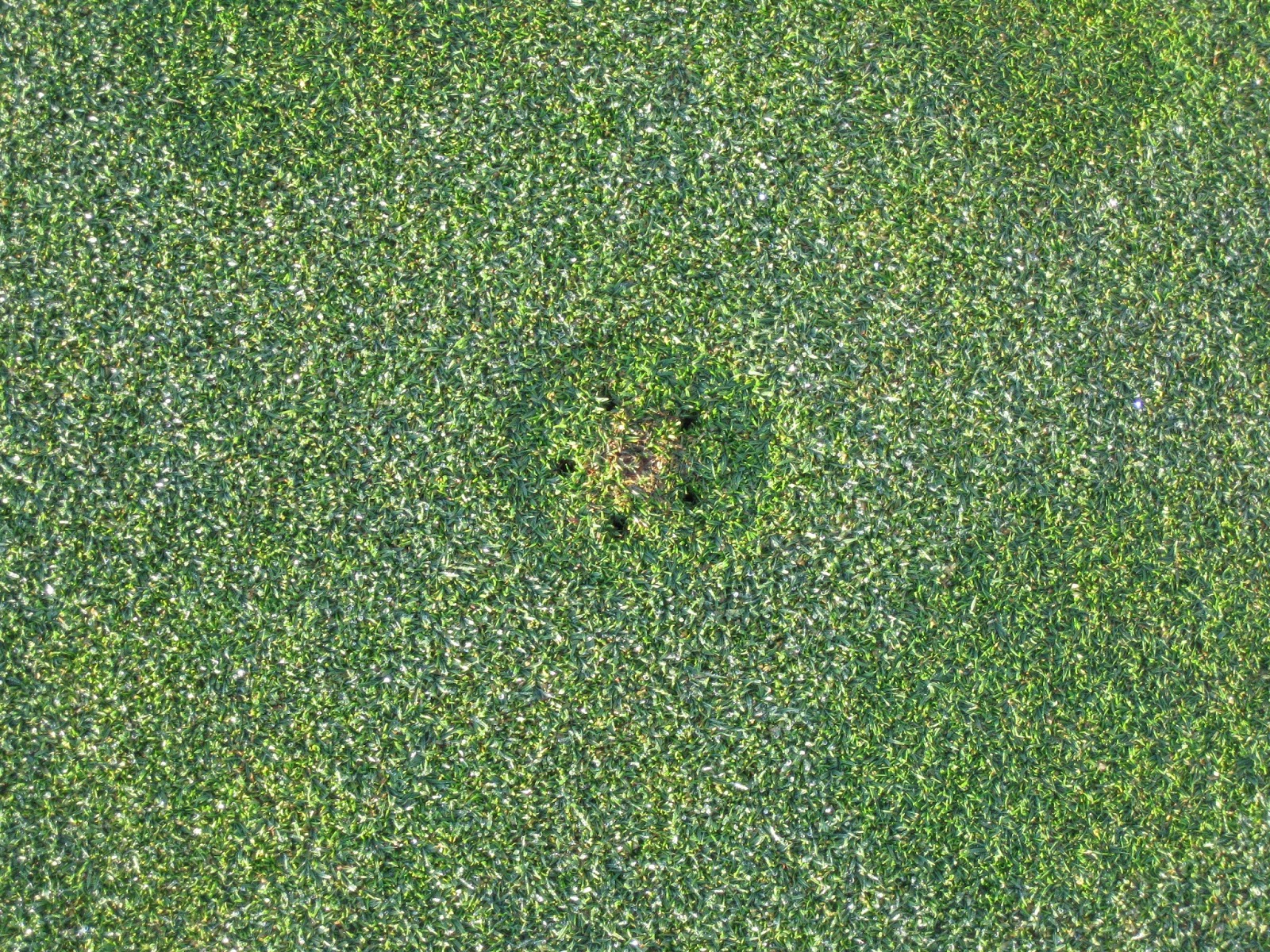 TCGCC Grounds Blog Ball Marks on Greens and Rolling