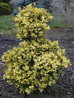 Plant Preview Dwarf Giokumo Cryptomeria Provides Year Round Interest