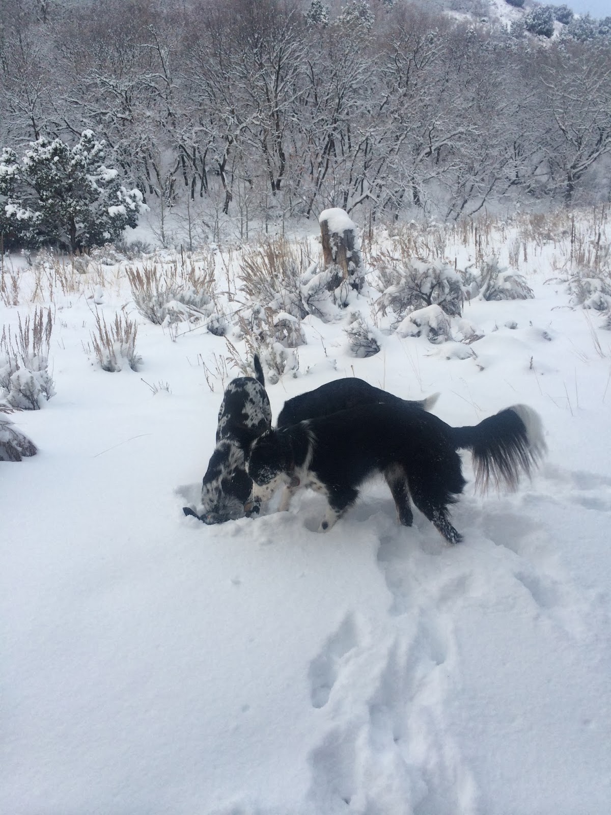 Backcountry Exposure