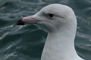Gavión hiperbóreo, Larus hyperboreus, Glaucous Gull Gavión hiperbóreo, Larus hyperboreus, Glaucous Gull
