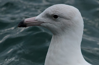 Gavión hiperbóreo, Larus hyperboreus, Glaucous Gull