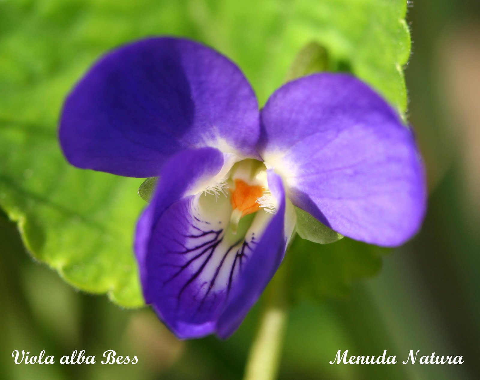 Menuda Natura Viola alba Bess