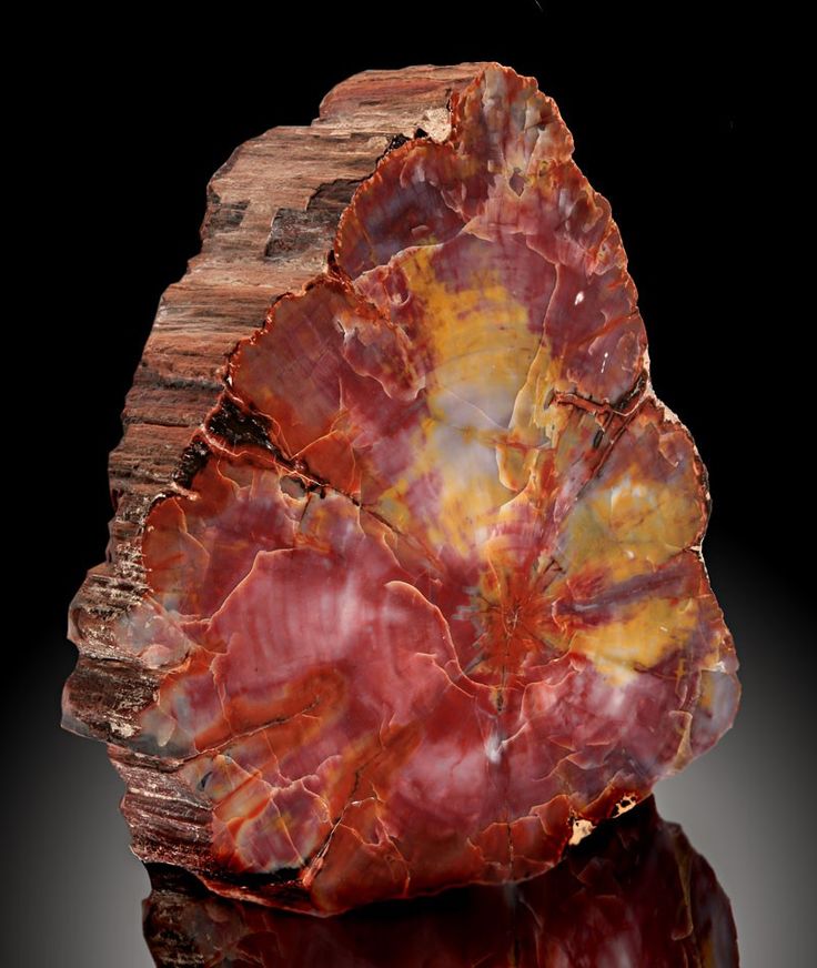 petrified wood Mining Geology