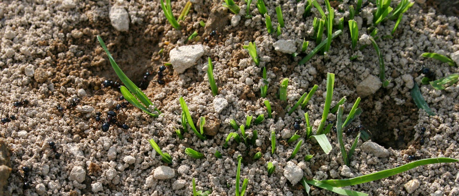 Ant hill Ant hill