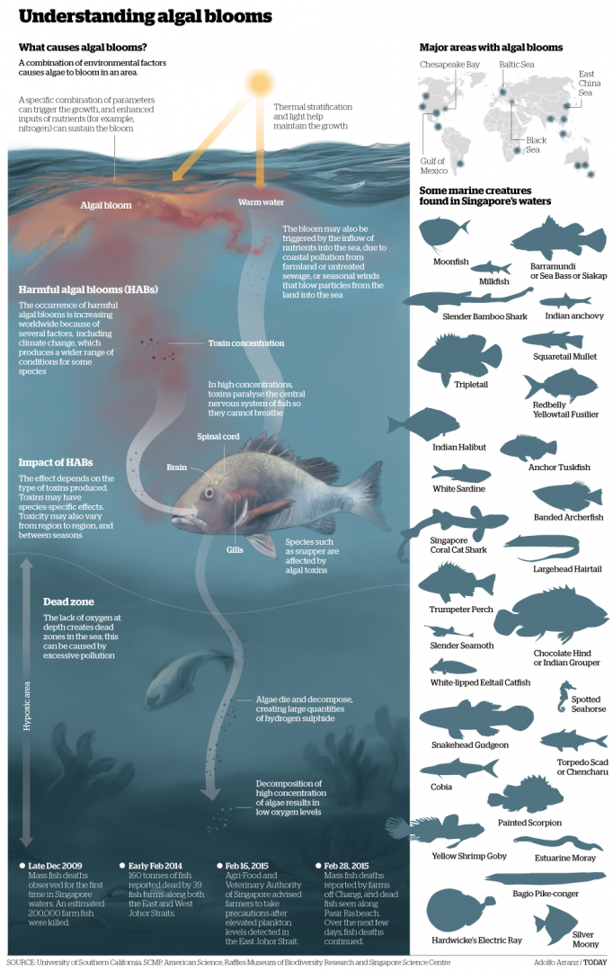 rainbowdiary How Algae Blooms Affect Fish