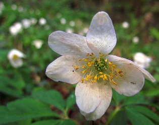 Anemone nemorosa