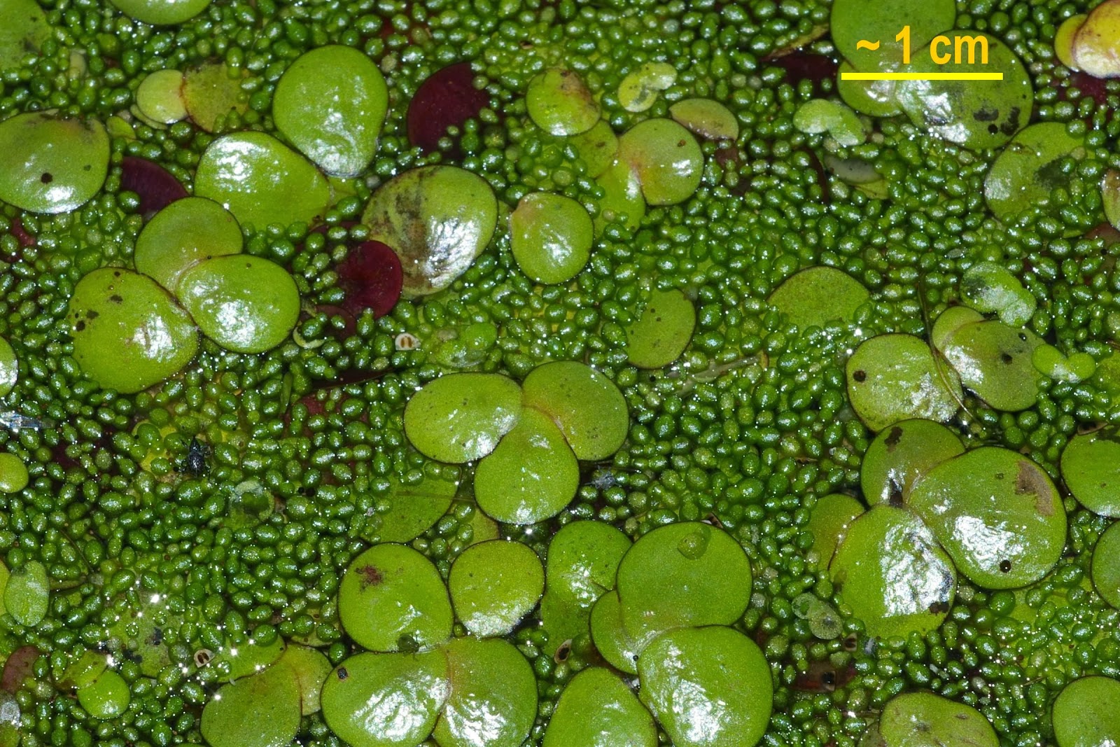 Flower Homes Smallest Flower in the World's