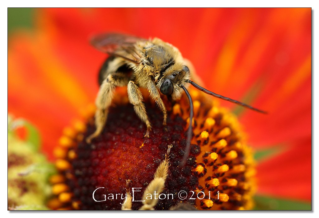 IMAGE: http://2.bp.blogspot.com/-E7HPIlwsz6U/TpgjOobFV1I/AAAAAAAAFdA/CSvd8aYLOGA/s1600/IMG_0516.jpg