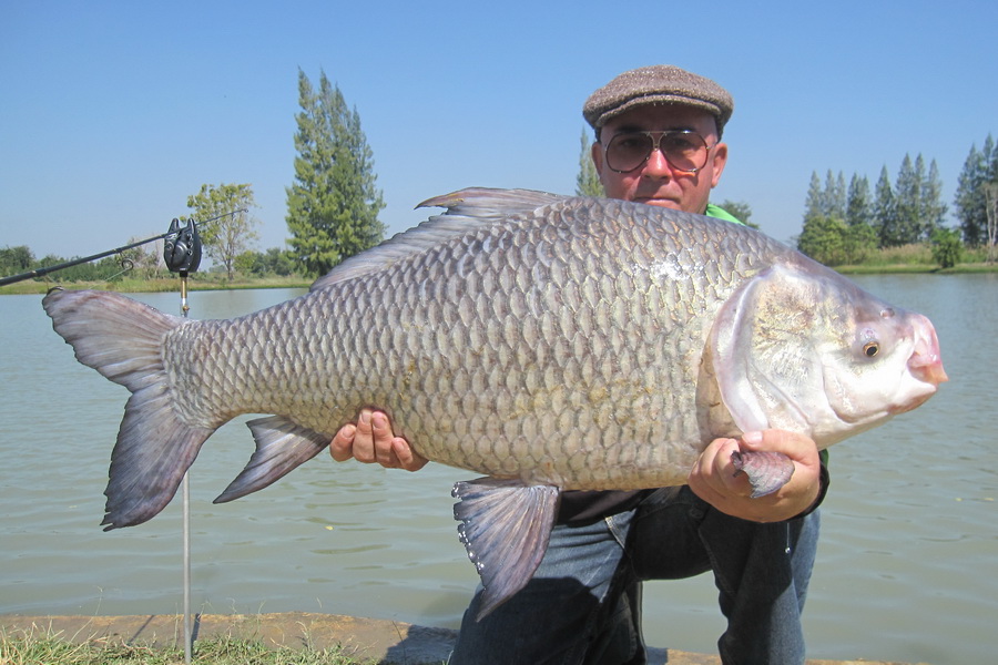 Big Fishes Of The World Carp Catla Catla Catla Find the perfect catla catla stock photos and editorial news pictures from getty images. big fishes of the world