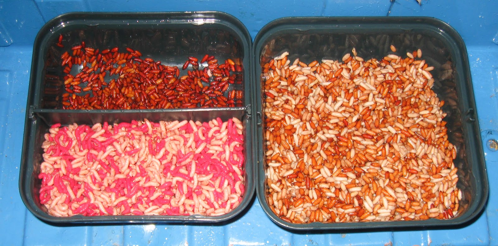 How to drown maggots Pole fishing and me!