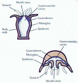 Bentuk tubuh cnidaria