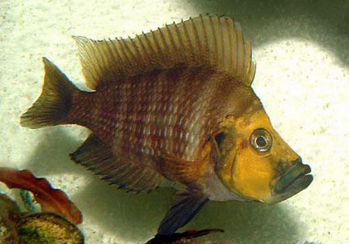 Tanganyika+cichlids+species