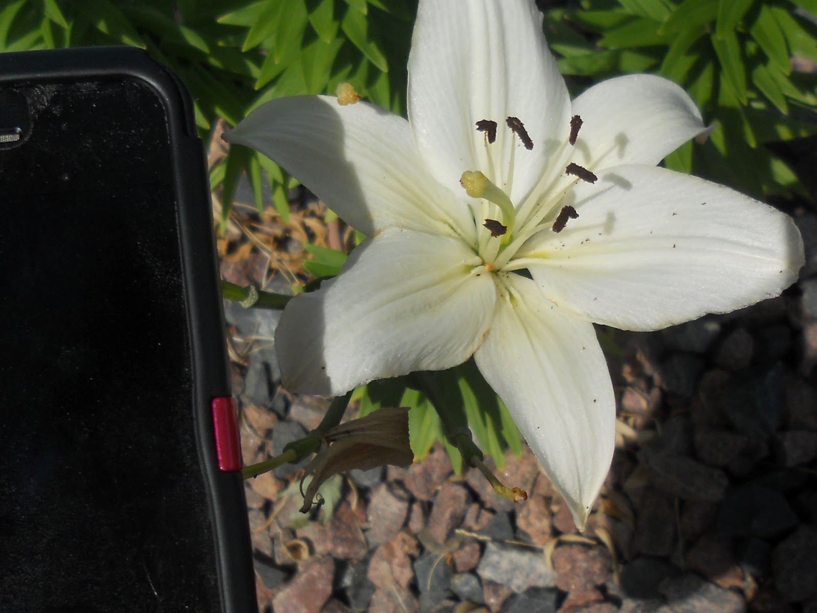 AP Bio Blog 2012 Anther and Filament of a Stamen