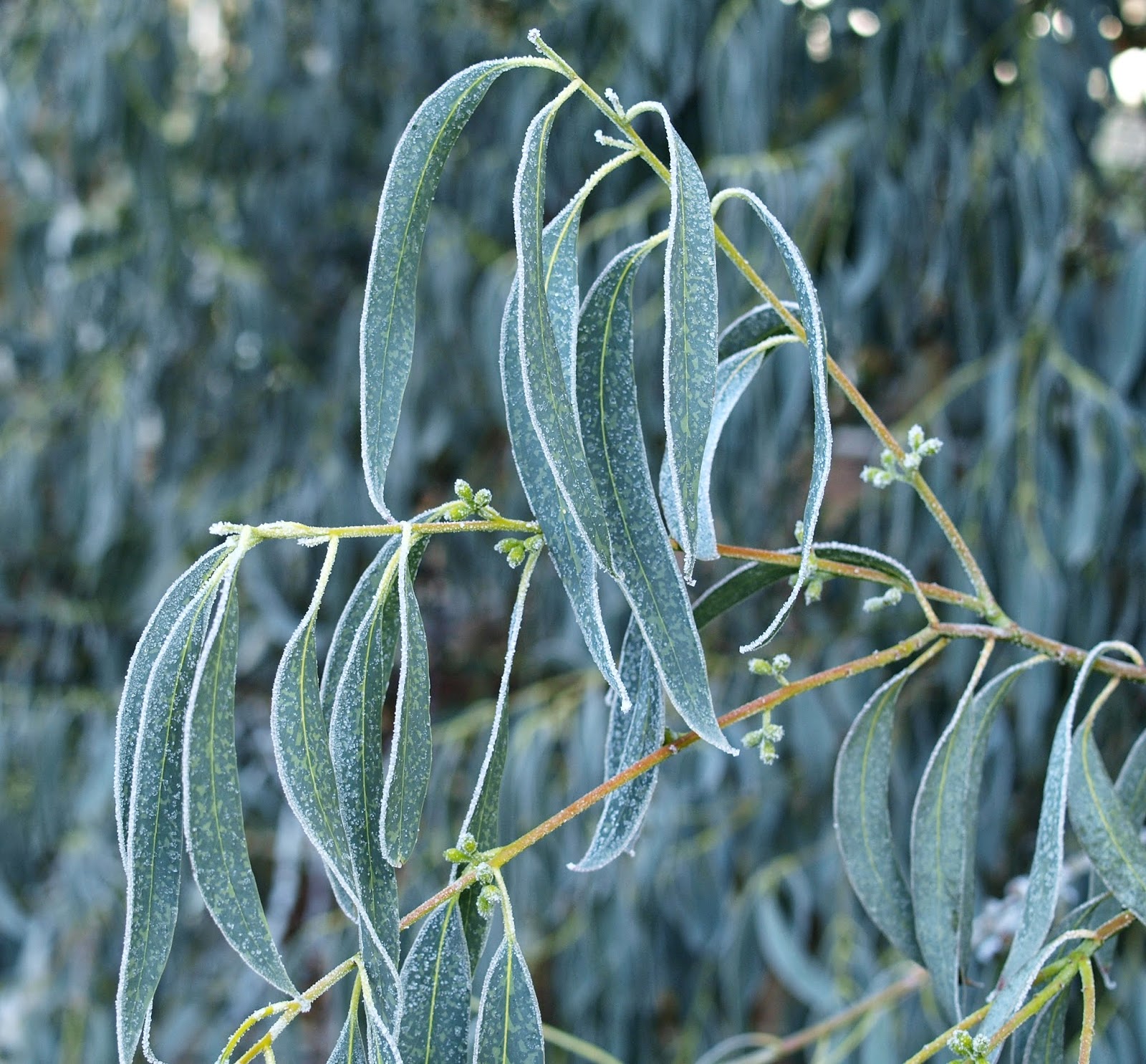 Eucalyptus Gunnii