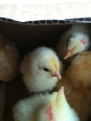 One day old chicks!