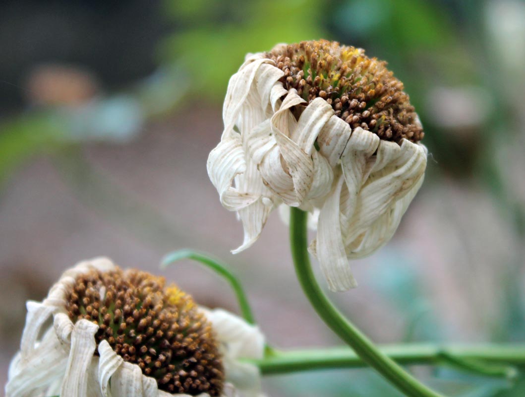 Meaning Of Flower Wilting at Shannon Sanders blog