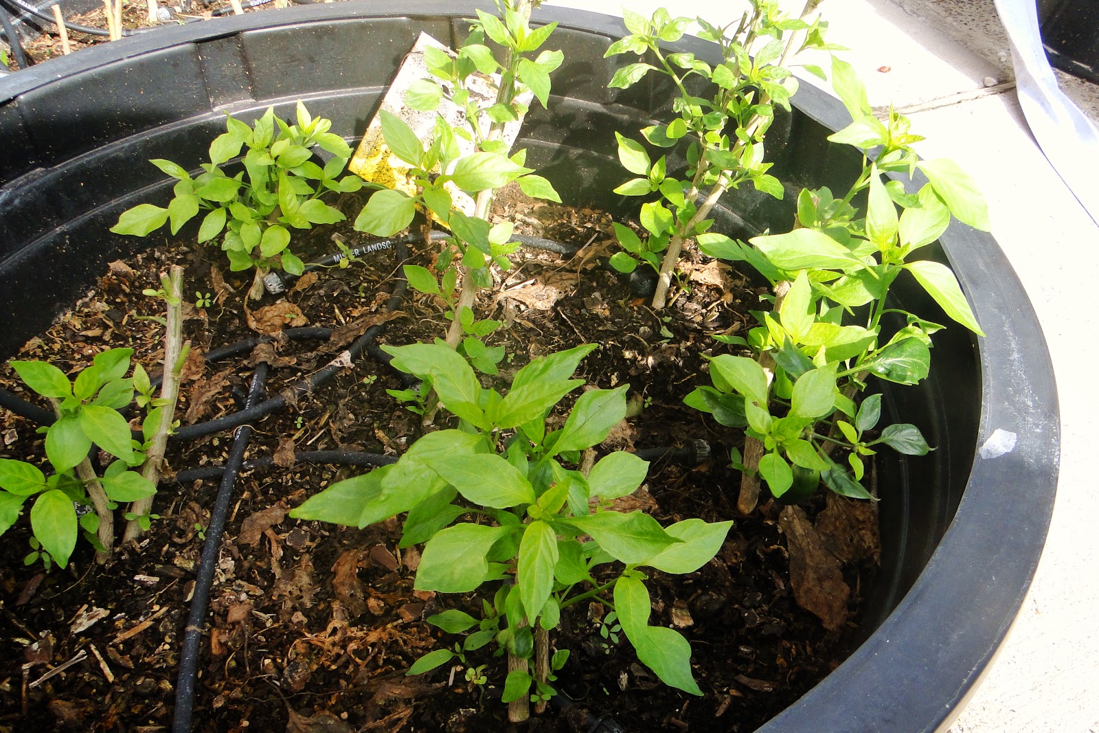Alejandro Pepper Farm Pruning Back Pepper Plants