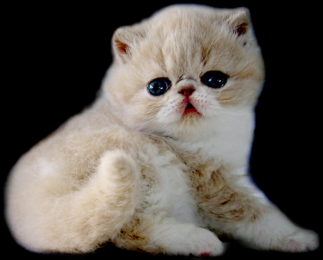 Persian Cat - Pets Cute and Docile