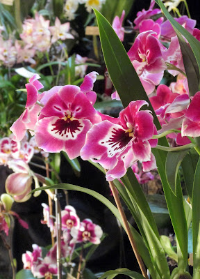 Pink orchid with pansy face