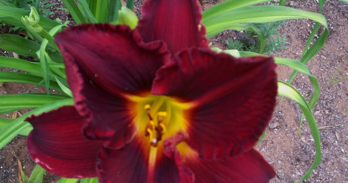 A Garden in Southwest Daylilies