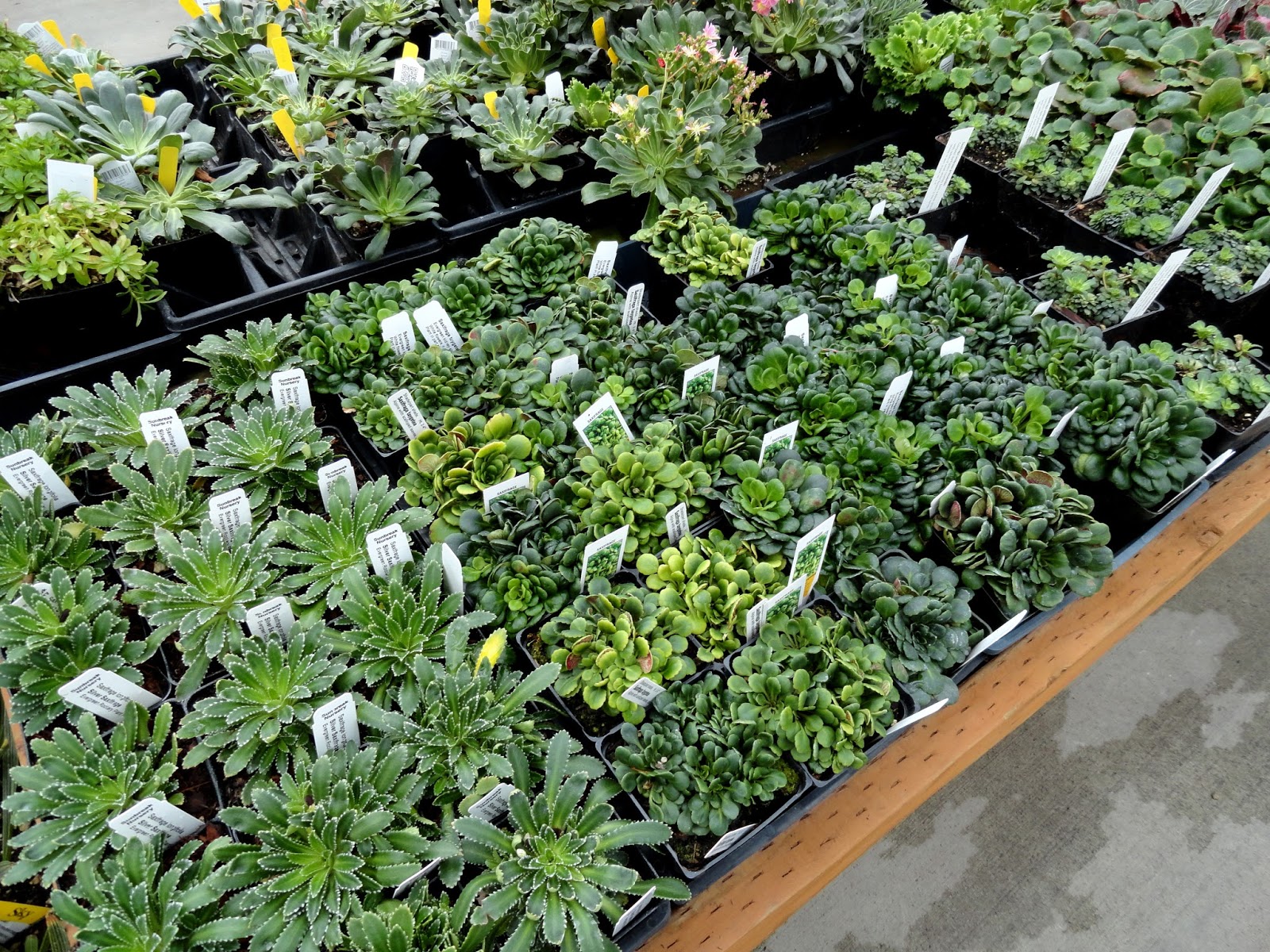 danger garden A visit to Sky Nursery...