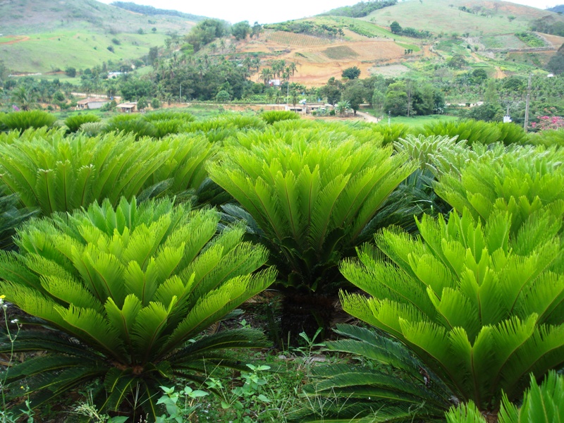 plantas de jardim lista:Enviar por e-mail BlogThis! Compartilhar no Twitter Compartilhar no plantas de jardim lista:Enviar por e-mail BlogThis! Compartilhar no Twitter Compartilhar no