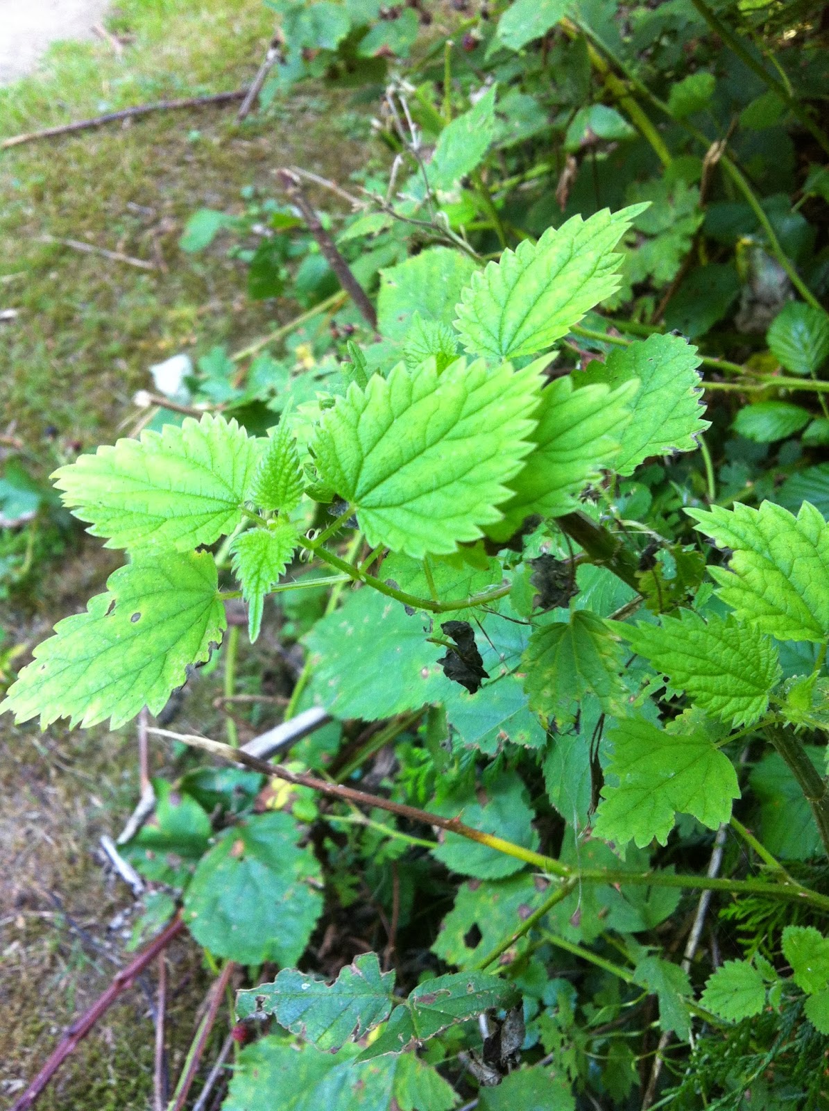 Journey to Health Through Food What are nettles, and why are they so