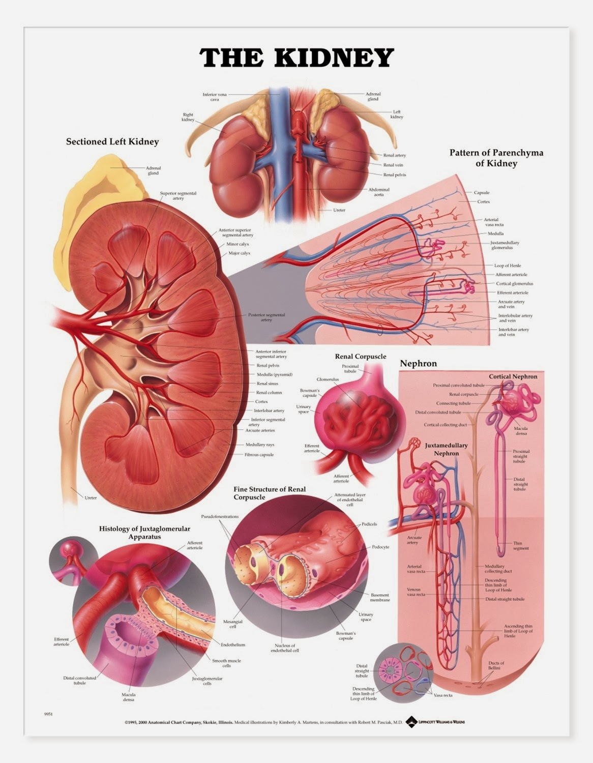 Human U0026animal Anatomy And Physiology Diagrams  Kidney