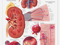 Anatomy Diagram Anatomy Diagram