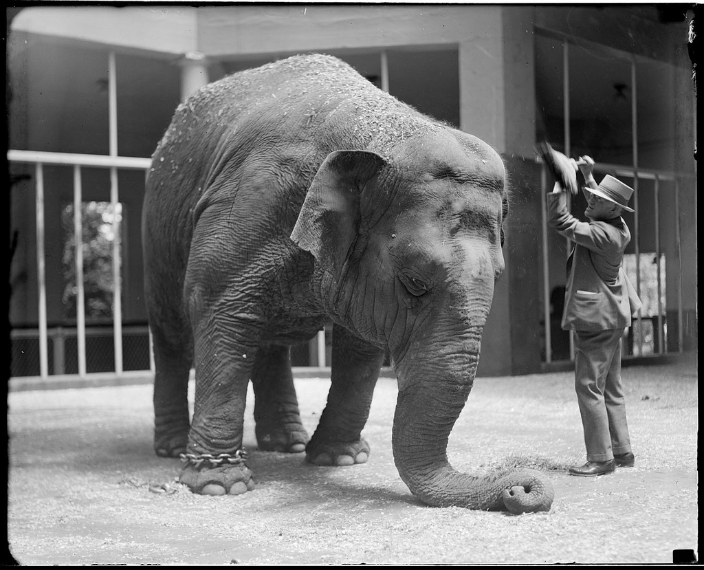 The Circus "NO SPIN ZONE": Franklin Park Zoo Elephants--Molly, Waddy, Tony