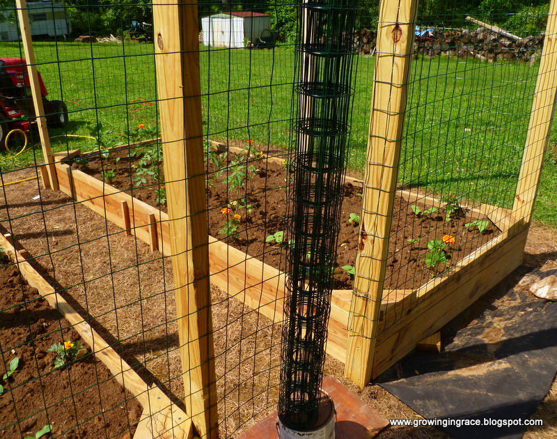 Growing in Grace: Fencing & Growth of our Raised Gardens