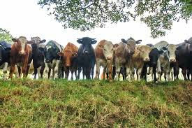 ROBBERS STEAL 600 SALLAH RAMS, COWS