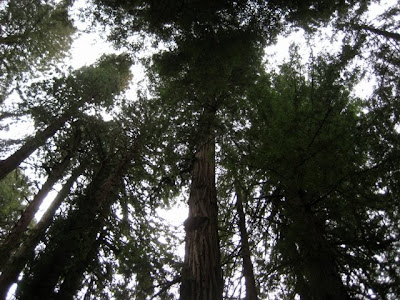Redwoods, Muir Woods