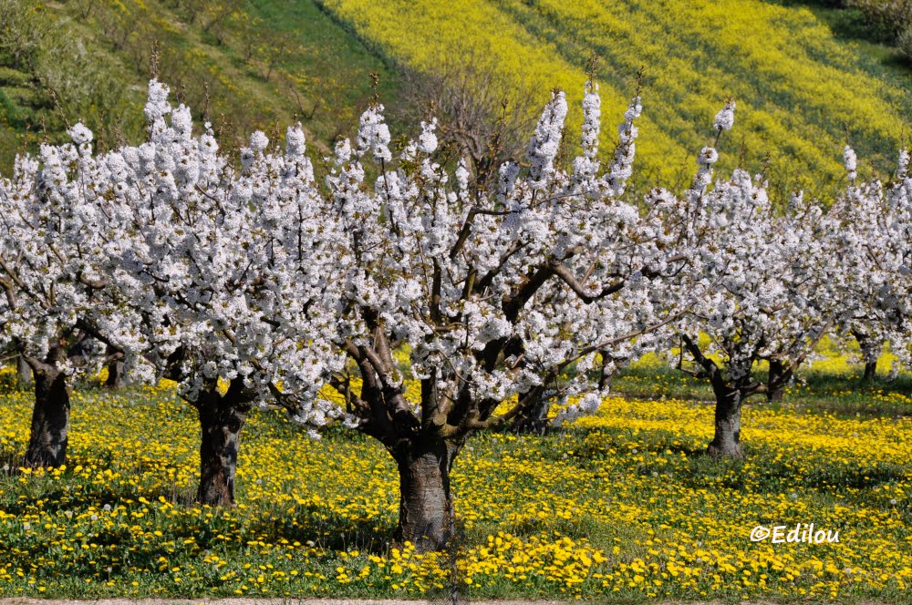 CERISIER BLANC, COLLINE JAUNE, white cherry-tree, yellow hill, белое дерево и желтый холм