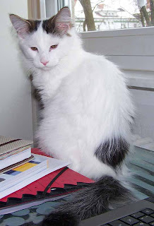 sammy02.jpg